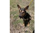 Adopt JILL a German Shepherd Dog, Mixed Breed