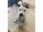 Adopt Shea a Pit Bull Terrier, Border Collie