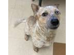 Adopt Peaches And Cream a Australian Cattle Dog / Blue Heeler