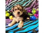 Yorkshire Terrier Puppy for sale in High Springs, FL, USA