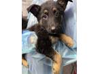 Adopt Layla a German Shepherd Dog, Mixed Breed