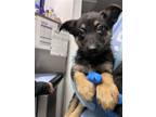 Adopt Malibu a German Shepherd Dog, Mixed Breed