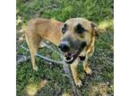 Adopt Diana a German Shepherd Dog, Mixed Breed