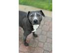 Adopt Lexi a Pit Bull Terrier, Mixed Breed