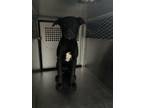 Adopt Tiny a Labrador Retriever, Mixed Breed