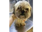 Adopt Peggy a Lhasa Apso, Mixed Breed