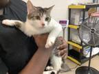 Adopt Oso a Domestic Short Hair