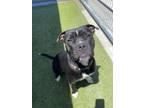 Adopt 55761202 a Pit Bull Terrier, Mixed Breed