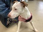 Adopt Addison a Pit Bull Terrier, Mixed Breed