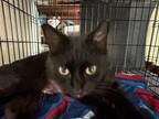 Adopt Gypsy a Domestic Short Hair