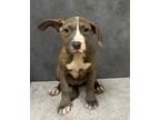Adopt Avery a Pit Bull Terrier, Mixed Breed