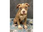 Adopt Emily a Pit Bull Terrier, Mixed Breed