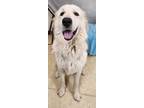 Adopt Lady a Great Pyrenees, Mixed Breed