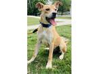 Adopt Sunny Day a Hound, Mixed Breed