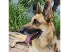 Adopt Sasha a Shepherd