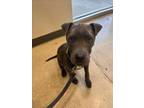 Adopt CHARTREUSE a American Staffordshire Terrier