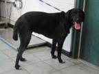 Adopt Fe Fe a Labrador Retriever