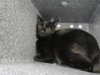 Adopt Symphony a Domestic Short Hair