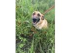 Adopt Dolphin (Katy) a Black Mouth Cur, Mixed Breed