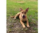 Adopt FOXIE a Feist, Mixed Breed