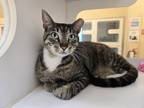 Adopt SERENA a Domestic Short Hair