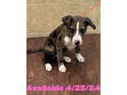 Adopt Dog Kennel #20 a Catahoula Leopard Dog, Mixed Breed