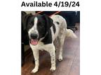 Adopt Dog Kennel #23 Bonnie a Border Collie, Mixed Breed