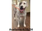 Adopt Dog Kennel #6 a Pit Bull Terrier, Mixed Breed