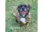 Adopt Sammy a Pug, Mixed Breed