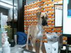 Adopt A1933221 a German Shepherd Dog, Mixed Breed