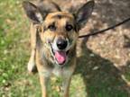 Adopt TULIP a German Shepherd Dog, Mixed Breed