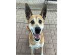 Adopt KALEESI a Black Mouth Cur, Mixed Breed