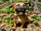Adopt CAFE a Black Mouth Cur, Mixed Breed