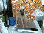 Adopt A1933217 a German Shepherd Dog, Mixed Breed