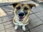 Adopt ALANA a German Shepherd Dog, Mixed Breed