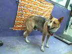 Adopt ARIEL a German Shepherd Dog, Mixed Breed