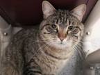 Adopt SUJI a Domestic Short Hair