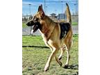 Adopt EMMA a German Shepherd Dog