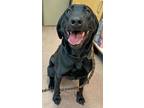 Adopt SUZY a Labrador Retriever