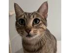 Adopt Coco Chanel a Domestic Short Hair