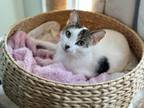 Adopt Ruby a Domestic Short Hair