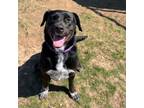 Adopt Zelda a Labrador Retriever, Spaniel