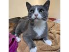 Adopt Moody a Domestic Short Hair