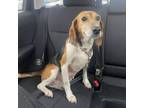 Adopt Pancake a Beagle