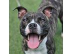 Adopt Figgy a Pit Bull Terrier