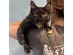 Adopt Emma Stone a Domestic Medium Hair