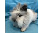 Adopt Wisp a Lionhead