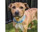 Adopt Eve a Black Mouth Cur