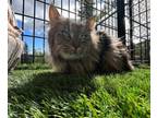 Adopt Houdini a Domestic Long Hair