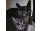 Adopt Tali - Bonded With Grayling a Domestic Short Hair